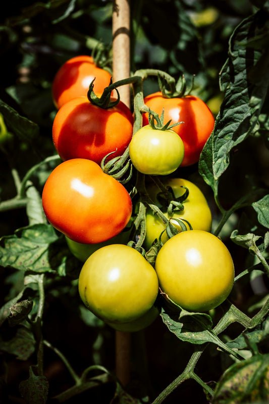 Top Tips for Growing Fruits and Vegetables in Your Garden